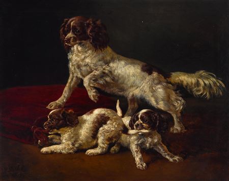 Spaniel puppies at play