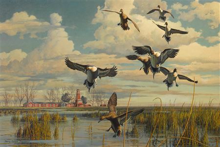 Coming In - Pintails in the San Joaquin Valley