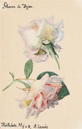 “Gloire de Dijon”. Roses.
