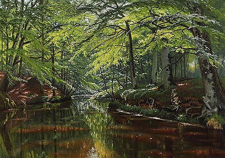 Forest scenery.