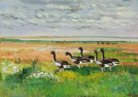 Geese in a field