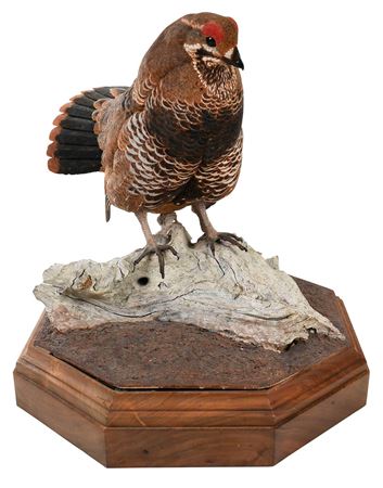 Red Grouse or "Scotch Grouse", male, 1983