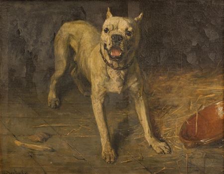 Wary dog