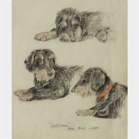 Etudes de chien
