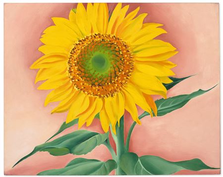 A Sunflower from Maggie