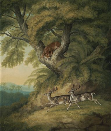 A Leopard with two passing deer