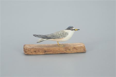 Miniature Least Tern