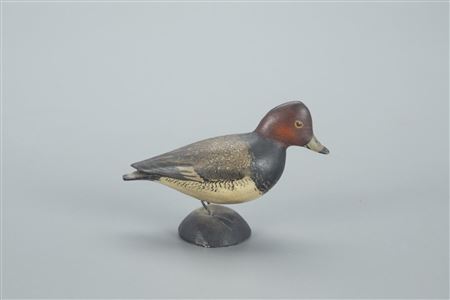 Miniature Redhead Drake