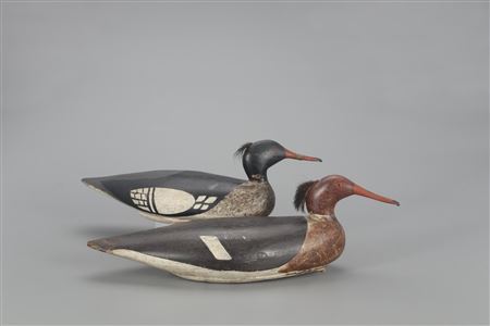 Red-Breasted Merganser Pair