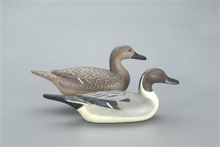 Pintail Pair