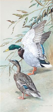 Sample artwork by Basil Rashley Ede (1931 - 2016), known for wildlife and bird painting, sketching, commercial designs - View similar artists and auction records