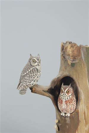 Rare Miniature Screech Owl Pair
