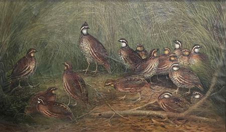 Family of Quail