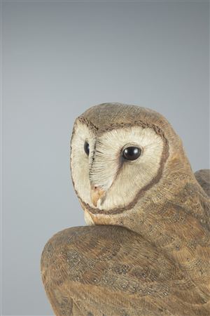 Barn Owl