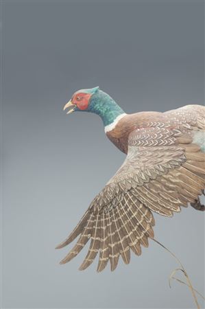Ring-Necked Pheasant