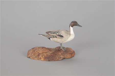 Miniature Pintail