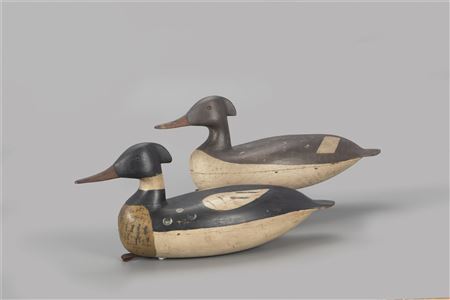 Rare Merganser Pair