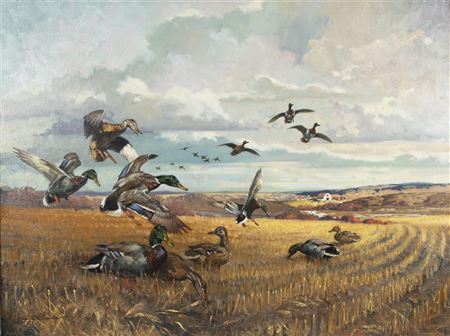 Mallards Gleaning the Stubble