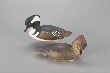 The Mackey-Haertel Hooded Merganser Pair
