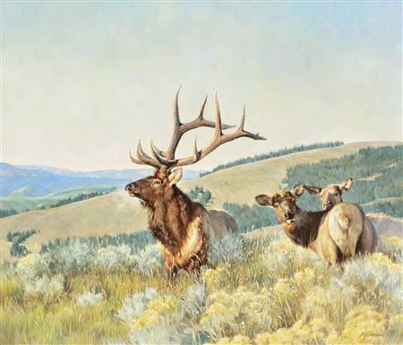 Mountain Bull Elk