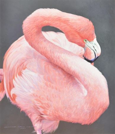 Greater Flamingo I; Greater Flamingo II