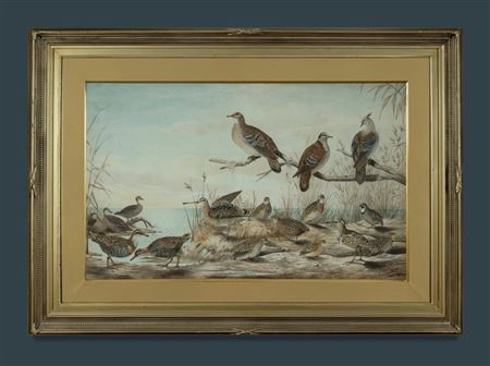 Panoply of Native Birds, Sydney Coastline, 1891