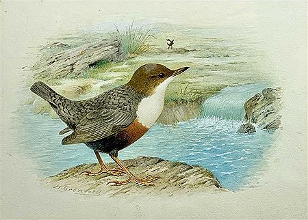 A white throated dipper by Hendrik Gronvold - Auction record, sale price, and art valuation. Compare with similar artists and explore comparable artworks.