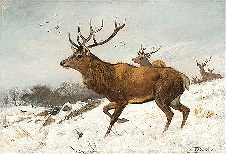 Stags in the Snow