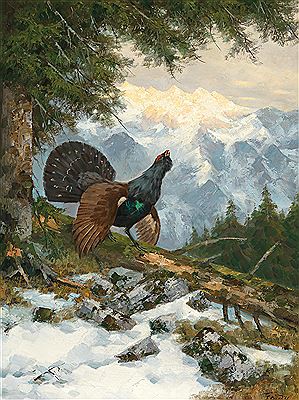 A Wood Grouse Displaying