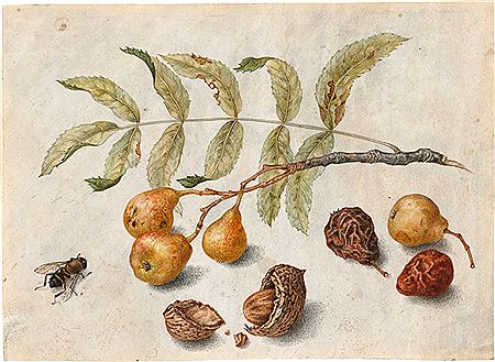 Still life with a pear branch, dried pears, an almond in shell and a housefly.