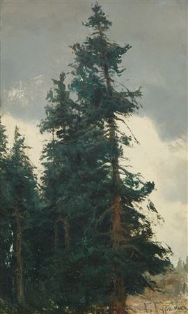 Pine Tree in Russian Forest