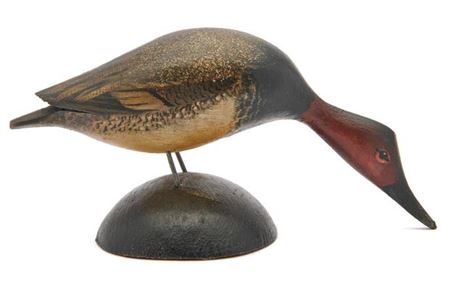 Miniature Canvasback, Male