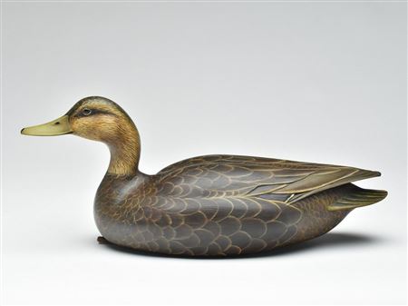 Excellent black duck