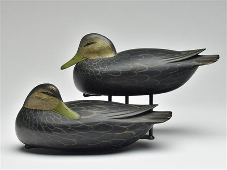 Pair of black duck