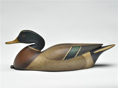 Mallard drake