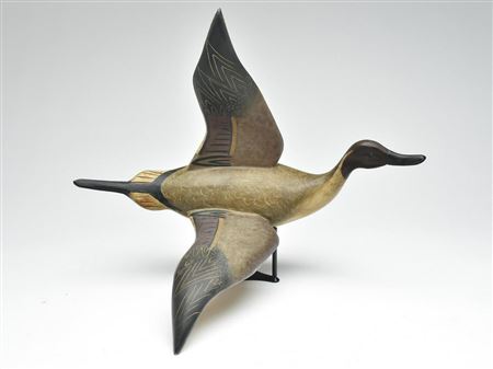 Flying pintail