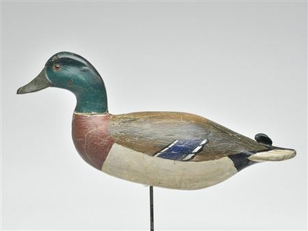 Important mallard drake