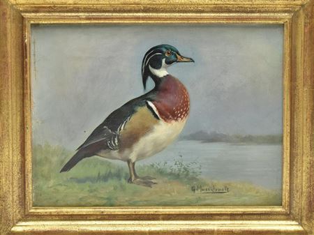 Depicting an alert wood duck drake.