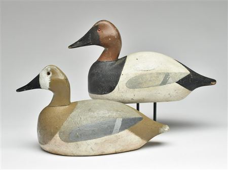 Pair of canvasbacks