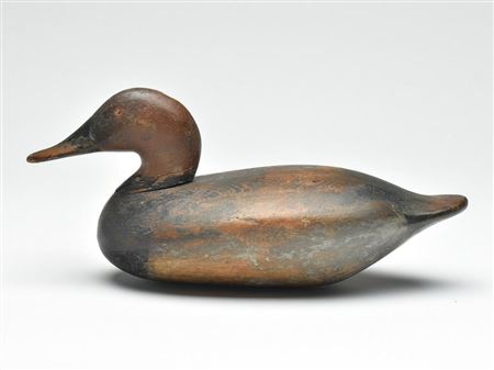 Canvasback