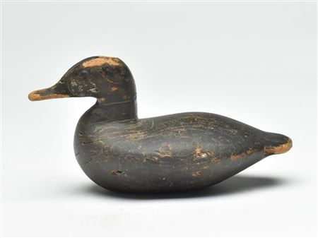 Rare ruddy duck