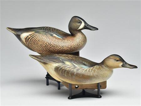 Pair of working bluewing teal