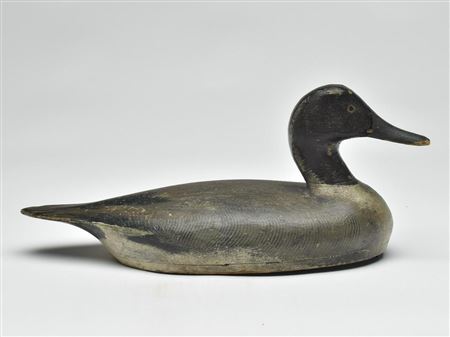 Rare and early pintail drake