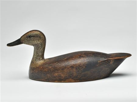 Sculpturesque black duck