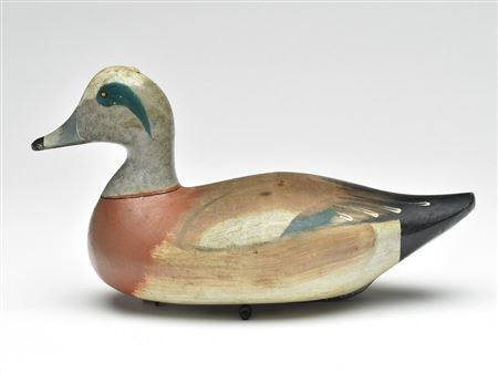 Early and very rare widgeon