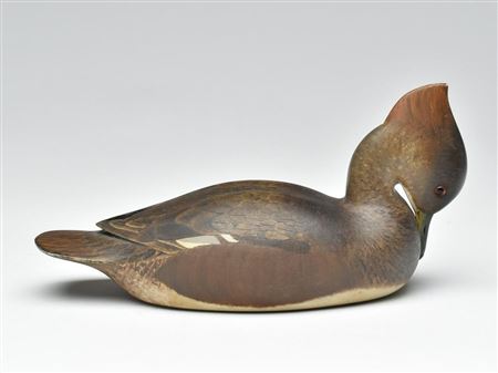 Important breast preening hooded merganser hen