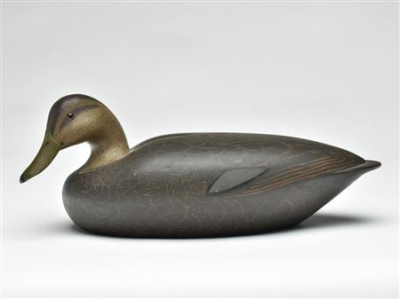 Exceedingly rare cedar black duck