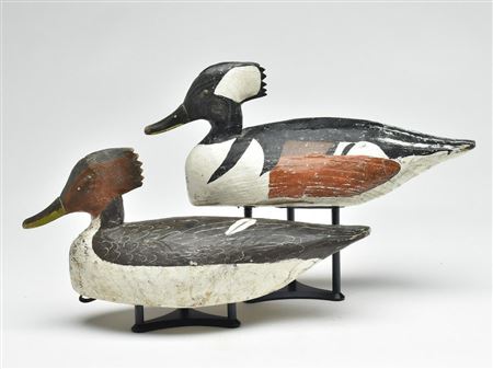 Rare rigmate pair of hooded mergansers