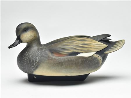 Gadwall