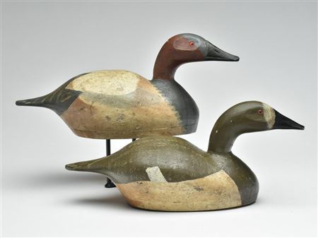 Pair of canvasbacks